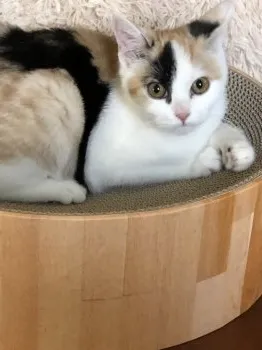 こま 様のお迎えした子猫