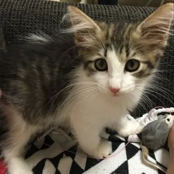 KIKO 様のお迎えした子猫