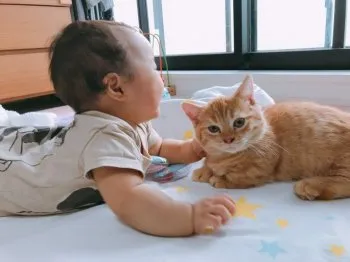 なみぞう 様のお迎えした子猫