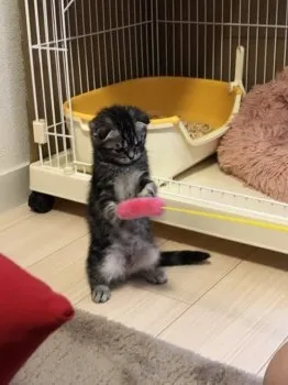 M.O 様のお迎えした子猫