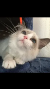 Louise 様のお迎えした子猫