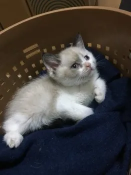 虎丸 様のお迎えした子猫