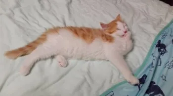 ハルマリ 様のお迎えした子猫