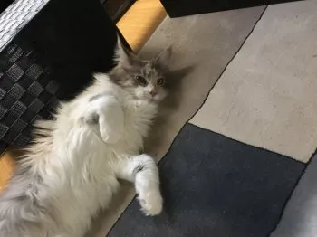 べーさん 様のお迎えした子猫