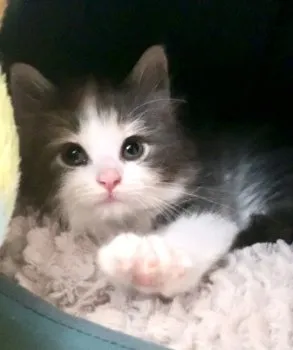 R.F 様のお迎えした子猫