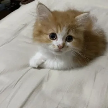 はなまる 様のお迎えした子猫