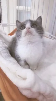 chi-nyan 様のお迎えした子猫