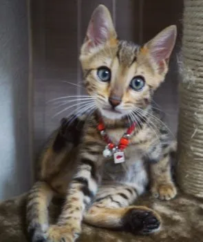 みなFAN 様のお迎えした子猫