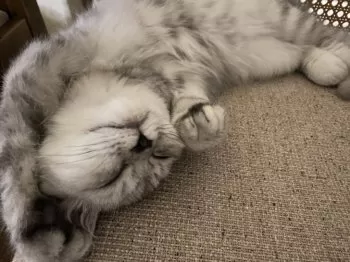 A.K 様のお迎えした子猫