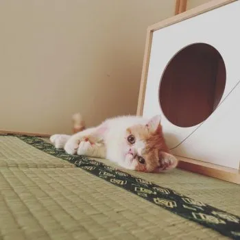 あい 様のお迎えした子猫