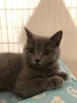 まろ 様のお迎えした子猫