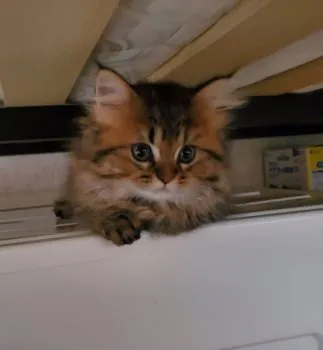 T.Y 様のお迎えした子猫