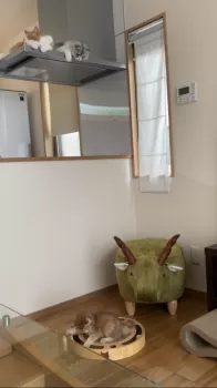 K.T 様のお迎えした子猫