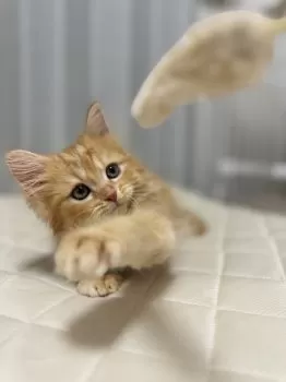 S.Ｉ 様のお迎えした子猫