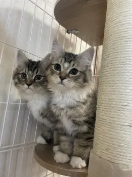 マリコ 様のお迎えした子猫
