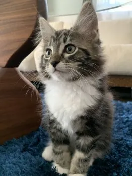 あやとら 様のお迎えした子猫