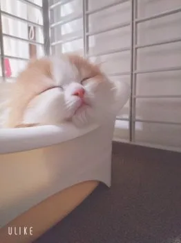 ソナ 様のお迎えした子猫