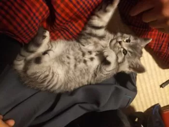 M.T 様のお迎えした子猫