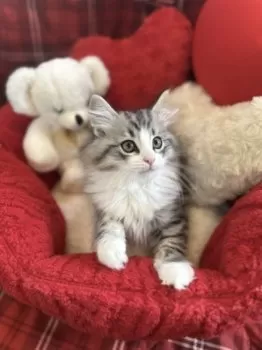 M.O 様のお迎えした子猫