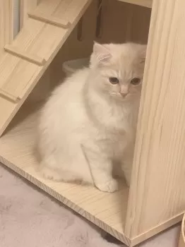 remi 様のお迎えした子猫