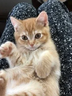 ミュウ 様のお迎えした子猫