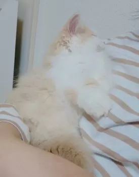 のん 様のお迎えした子猫