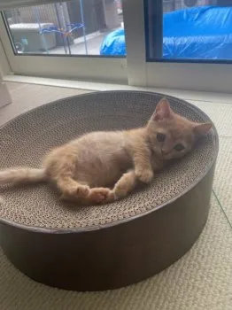 MS 様のお迎えした子猫