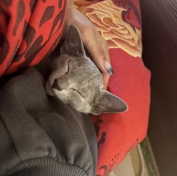 M.M 様のお迎えした子猫