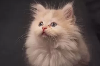 K.N 様のお迎えした子猫