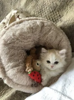 だいくんまま 様のお迎えした子猫