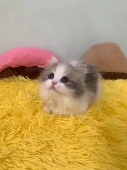 C.K 様のお迎えした子猫