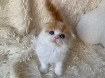 S.H 様のお迎えした子猫