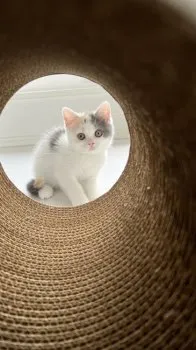 ゴロニャン 様のお迎えした子猫