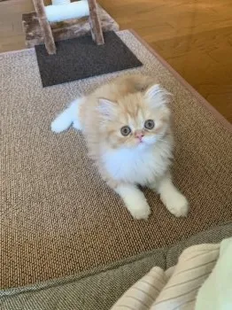 ビッグリバー 様のお迎えした子猫