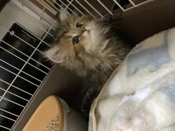 みさき 様のお迎えした子猫