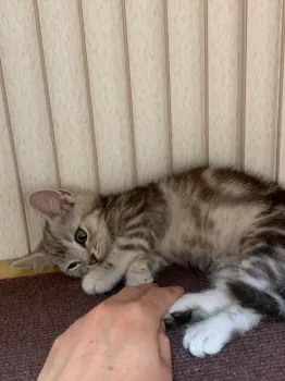 Janet 様のお迎えした子猫