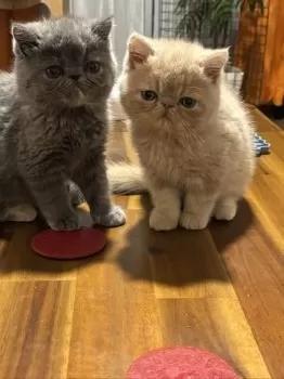 M.A 様のお迎えした子猫