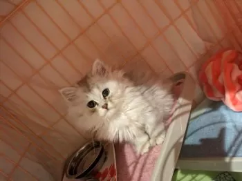 ニコちゃん 様のお迎えした子猫