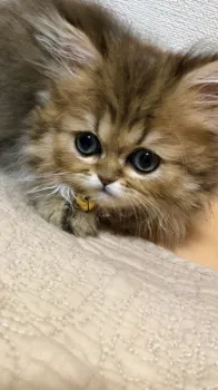 Greeeen 様のお迎えした子猫