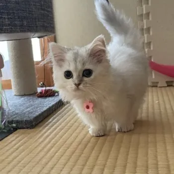 K.M 様のお迎えした子猫