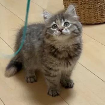 nona 様のお迎えした子猫