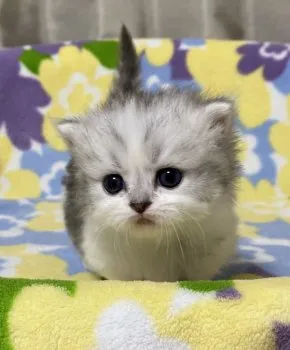 R 様のお迎えした子猫