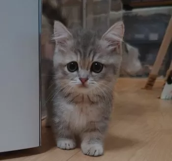 荻家 様のお迎えした子猫