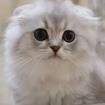 ながりぽ 様のお迎えした子猫