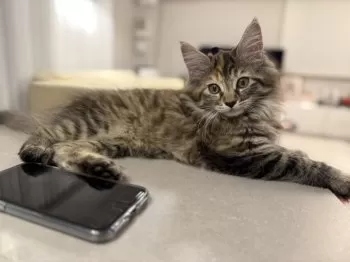 T.T 様のお迎えした子猫