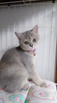 T 様のお迎えした子猫