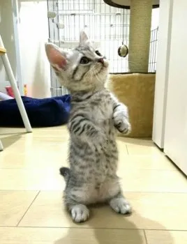 LEON♂の家族 様のお迎えした子猫