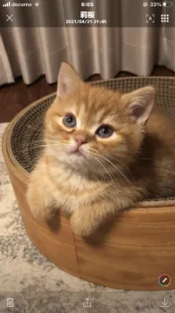 H.O 様のお迎えした子猫