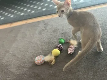 ゆみごん 様のお迎えした子猫