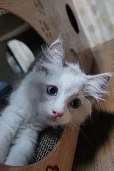 K.I 様のお迎えした子猫